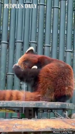 Scratching and lying sprawled in the sun, this red panda is enjoying another lazy day at Beijing Zoo.