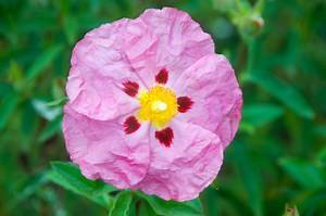 Cistus Flowers: Guide to the Rockrose | LoveToKnow