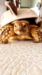 800K views · 15K reactions | Just a tiny Dino in the wild 秊 #tortoise #turtle #sulcata #reptile #sulcatatortoise #reptiles #tortoises #cutepet #kurakura #tortoiselife #funnyanimals #love #turtles #tortoiselove #pet #tortoiselover #pardalis #adorable #funnyvideos #funnypets #funny #cuteness #pets #animals #torto #cute #stegosaurus #sulcatalover #dino #dinosaur | Tucker The Tiny Tortoise | Facebook