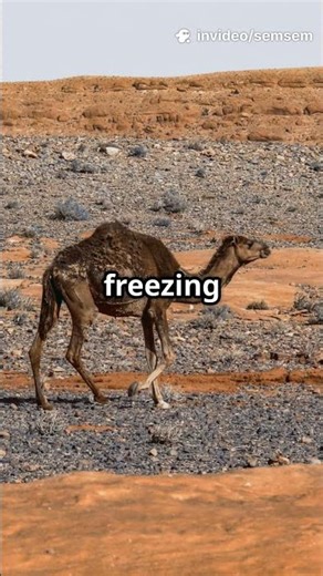 Desert Kings: The Bactrian Camels of Asia..#shorts #shortvideo