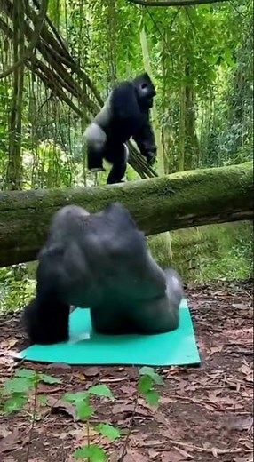 Massive Silverback Gorilla ⚜️🦍 Shows Unexpected Calm Up Close