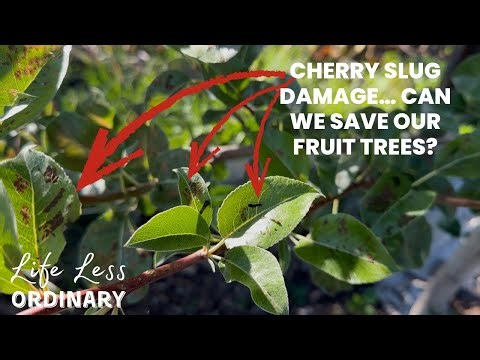 Cherry Slug Trouble on Our Espaliered Pear Trees | Natural Garden Pest Control | Life Less Ordinary