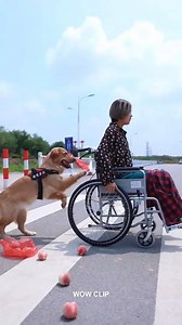 15M views · 28K reactions | Smart Dog Help Everything  | WOW Animals | Facebook