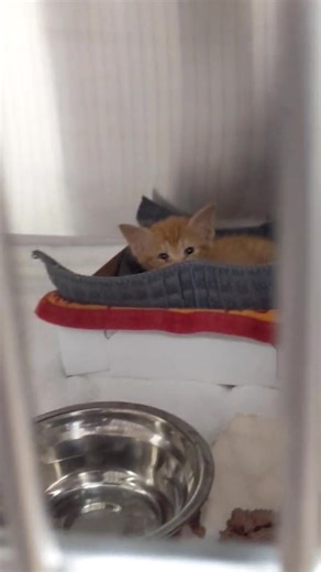 2.2K views | Dallas Animal Services and Adoption Center on Reels | Facebook