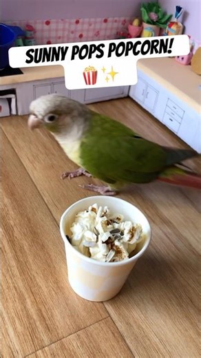 CUTE CONURE PARROT POPS POPCORN 🍿✨#shorts