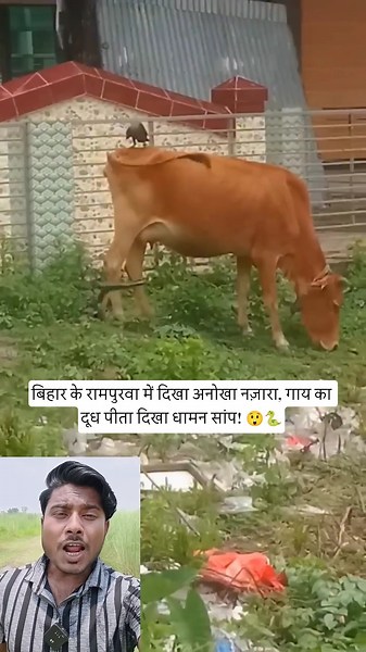 A unique sight was seen in Rampurwa, Bihar, where a Dhaman snake was seen drinking cow's milk! 😲🐍...