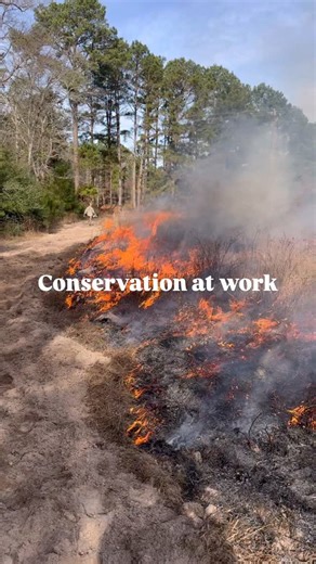 Christoph Meinardus on Instagram: "Fire is necessary for Texas landscapes to thrive 🔥 #nativeplants #conservation #ecology #easttexas #prescribedfire"