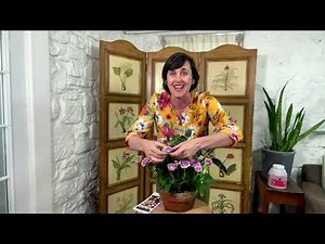 Cottage Farms 5-Piece Mini Rose Live Plants Collection on QVC