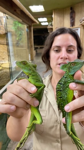 The Reptile Zoo on Instagram: "Basilisks AKA the Jesus Christ lizard 🦎 are so incredible looking 👀 and even cooler to watch run 🏃‍♂️ . . . #thereptilezoo #reptile #lizard #basilisk #jesuschristlizard #animals #cool #learn #reels #video"
