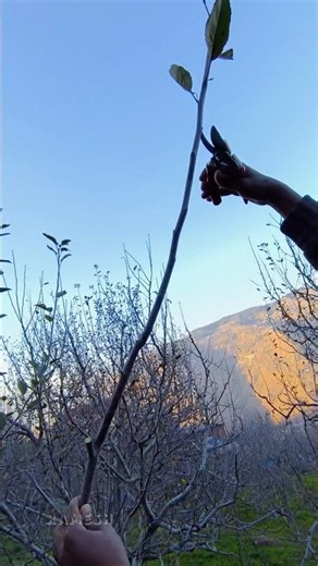 New year, new pruning – these cutting techniques will be the best in 2026!