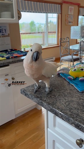 Clean up time, and Barney isn’t too happy about it! You’re touching my stuff again. Dad! 🤯😂 #barneythewestcoastcockatoo | Barney the West Coast Cockatoo