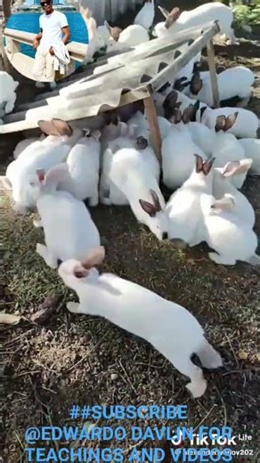 personal finance project on rabbits for personal high income #farming #successfulfarming #farm