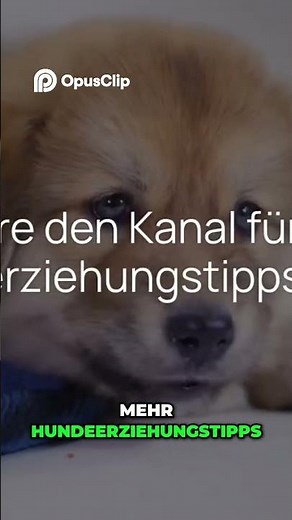 Rückruf Training: So hört Dein Hund IMMER auf dich!