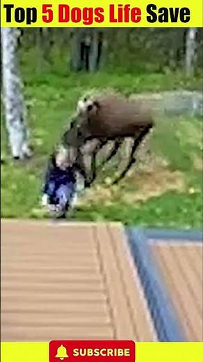 Top 5 Dog Heroes Who Saved Lives – Caught on Video