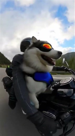 Coolest Biker Dog! Siberian Husky Riding Motorcycle with Goggles 🏍️😎