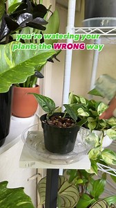 🌿THE #1 THING TO KNOW ABOUT WATERING | Share Save 🌿One of the most important things I learned about plants when I first got into the hobby was learning about what overwatering is and what causes it. There’s a common misconception that you should only pour a little bit of water into the pot to water a plant but that is not true! You can thoroughly water a plant until water flows from the drainage holes at the bottom. You could even dump a whole gallon of water into your plant if you wanted and 