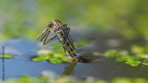 Birth of a Tiger mosquito (Aedes albopictus), isolated in the pond among duckweed