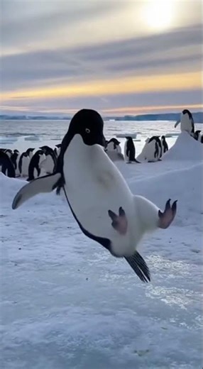 I Meant To Do That! 🐧 Hilarious Penguin Fall😂