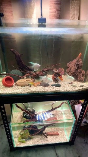 POV: Walking through my goldfish room 🐟 #aquarium #fishkeeping #shorts