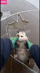 Heartwarming Ice Rescue A trapped animal is saved from icy waters by a kind rescuer. #fblifestyle #AI Generated using Kling AI . . . (For entertainment purposes only. Consult professionals if guidance on activities is presented. No brand affiliation is implied if any are shown. If inspired by true events, creative adaptations may be included. Content may include public footage.) | Fabiosa Australia