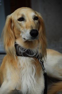 Are Automatic Dog Washing Machines here to stay?