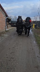 Ai mei 🐴❤️#horse #horses #horsesofinstagram #equestrian #horseriding #pony #equine #pferd #equestrianlife #dressage #horselove #reels #love #horselover #showjumping #cheval #photography #horselife #nature #foryou #fyp #america #pets #caballos #riding #horsebackriding #cavalo #horsephotography #pferdeliebe #instagram | lupusor_sb