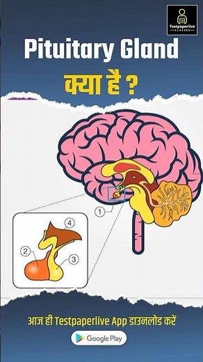 Pituitary Gland & Hypothalamus | Endocrine System Short Review #pituitarygland #endocrinesystem