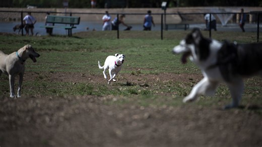 Austin considers requiring pet owners to get their pets microchipped