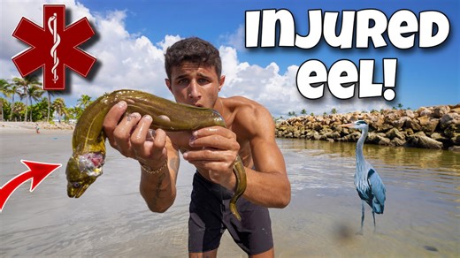 Rescuing injured eel from death!