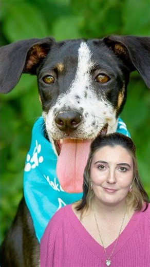 The Las Vegas City Council recently passed new rules for pet shops. Here’s what you need to know.