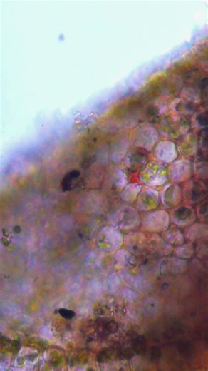 moss leaves under a microscop #microscope #biology #science #микромир