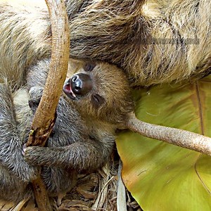 27K views · 626 reactions | Happy International Sloth Day! To celebrate, take a cue from sloths by sitting back, relaxing and learning more about this sleepy tree-dweller. | National Aquarium | Facebook