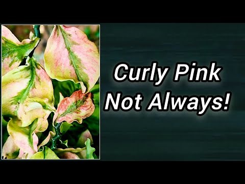 This Curly Plant Turns Pink… But Not Always!