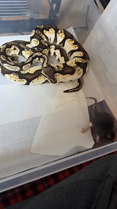 ⚠️ Educational purposes These are my ball pythons. Before it’s asked: yes, some are fed live. Live feeding is natural, and only about 20% of my collection eats live. I have tried switching to frozen/thawed, but for certain individuals it’s just not happening. Repetitive or argumentative comments about live feeding will be deleted. #fypシ #Warning #livefeeding #ballpython #snake #rat #AnimalRescue | Noah Johnson