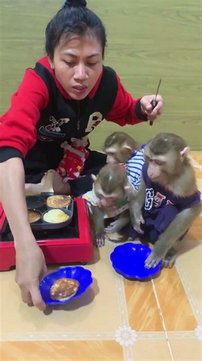 Adorable baby monkey #monkeylove #monkeybaby #adorable #adorablemonkey #babyanimal #monkeysmart