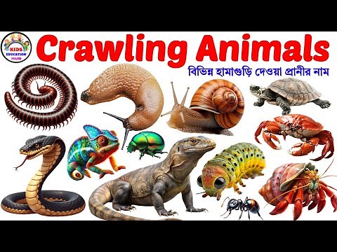 Crawling Animals Name for Kids | Crawling Animals | English Vocabulary Learning Video for Toddlers