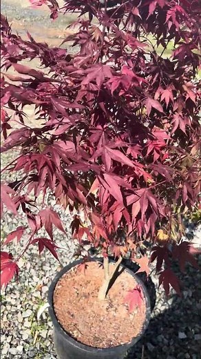 Acer palmatum 'Rhode Island Red'