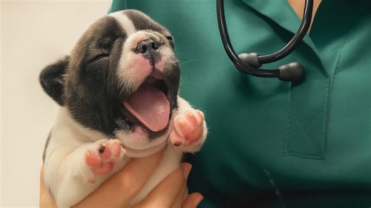 Dogs trust the vet with all their tiny, loving hearts