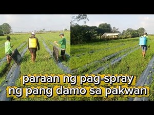 Paano mag spray ng pang damo sa pakwan ||Pinoyfarming
