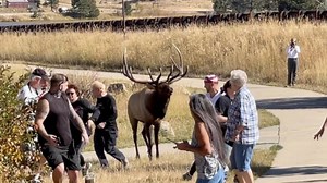 The Elk Rut Has Begun, Watch 'Elk vs. Tourists' Greatest Hits Here