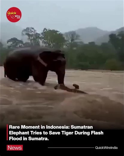 In the middle of sudden floods in Sumatra, Indonesia, a moment unfolded that touched millions of hearts A viral video shows a rare and powerful sight — a Sumatran elephant trying to rescue a tiger trapped in strong floodwaters. These two wild animals, who usually live apart and are often seen as rivals in nature, came together during a natural disaster. Amid chaos and danger, compassion and courage took over. The elephant's calm strength and effort to help the struggling tiger has left people ac