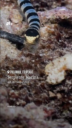 Por el Planeta | Serpiente Marina - N+