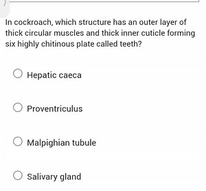 In cockroach, which structure has an outer layer of thick circu... | Filo