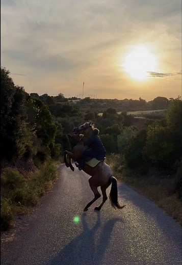 Two type of horses . . . . . #horse #equestrianlife #equestrian #gelding #mare