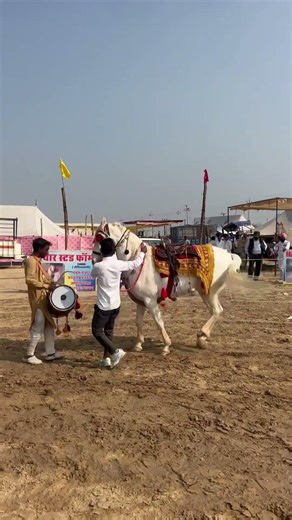 Eve Nachdi Di aa Ghodi Dekh Lo😳#horsedance #punjabhorse