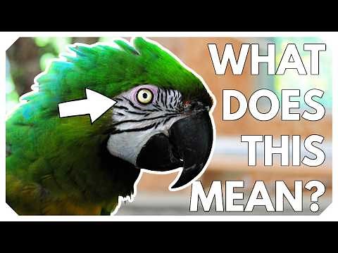 Mastering Parrot Body Language
