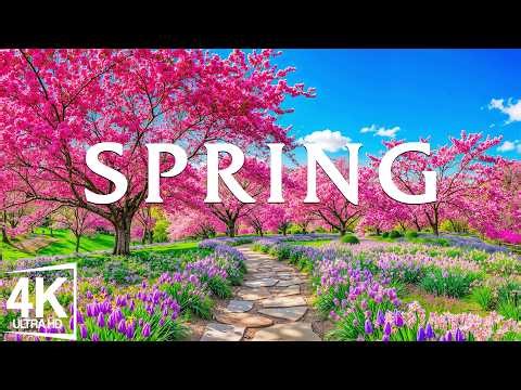 Spring Flower 4K 🌸 Tulip Gardens, Blossom Hills & Soothing Piano Music for Peaceful Vibes