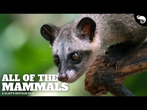 The Most Complete Guide To Mammals Ever Made!
