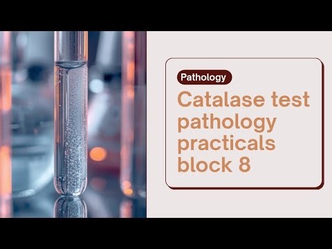 Catalase Test • Pathology Practicals • Block 08