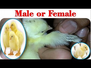 How to identify male and female chick